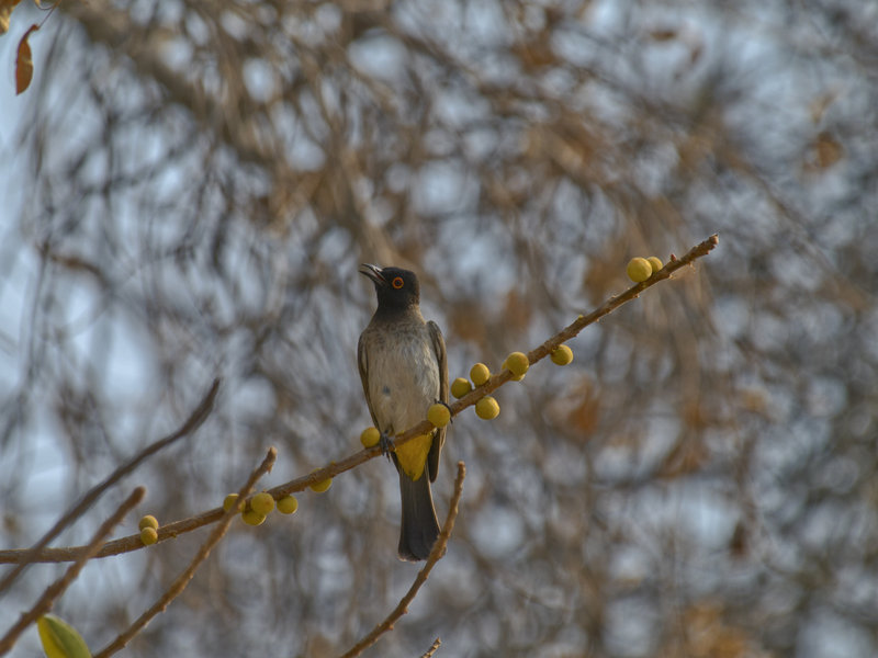 Okaukuejo, Bulbul